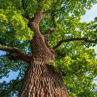 Verkauf Stieleiche - Quercus robur