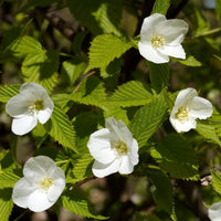 Blühende Sträucher - Scheinkerrie - Rhodotypos scandens