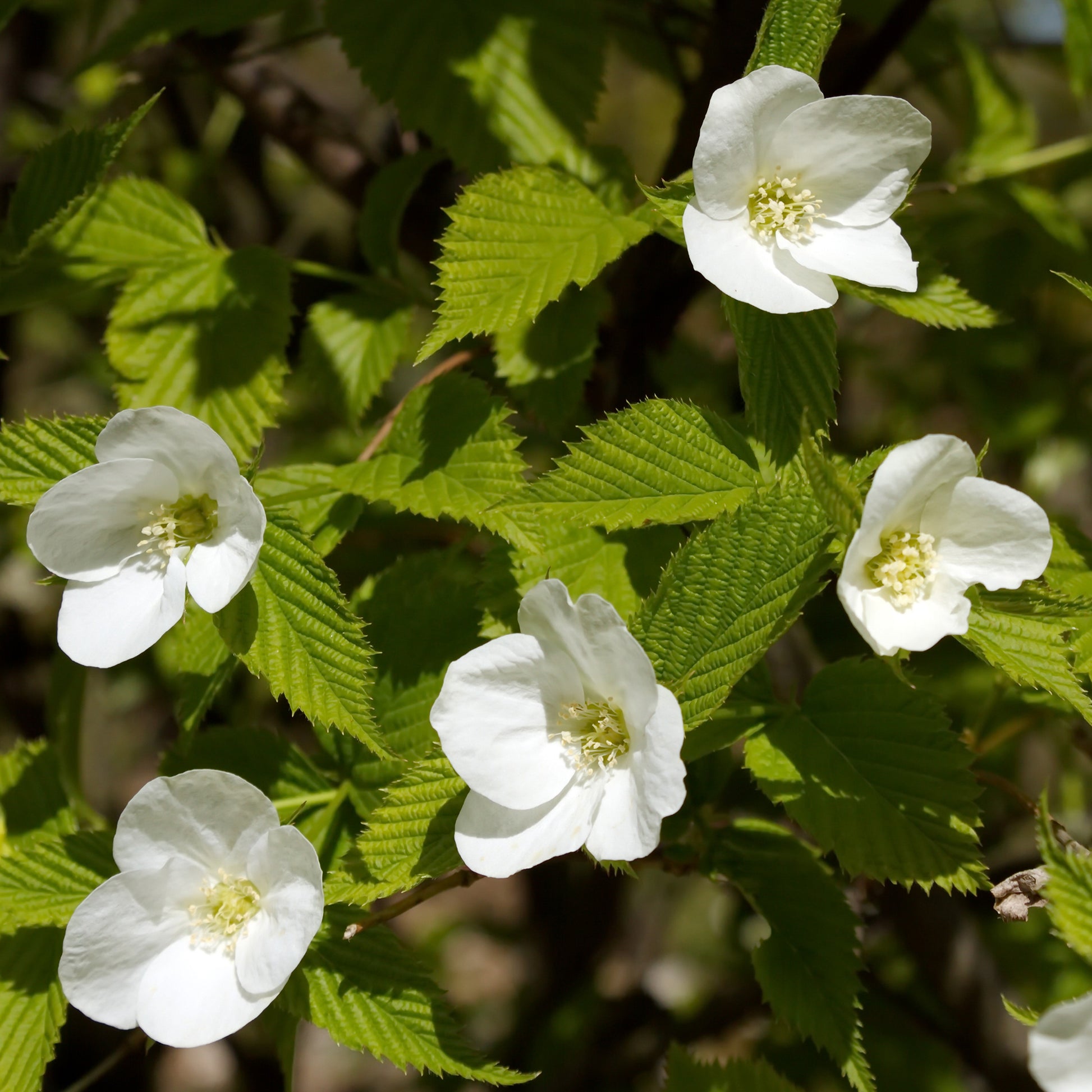 Blühende Sträucher - Scheinkerrie - Rhodotypos scandens