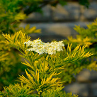 Sambucus nigra Golden Tower - Schwarzer Holunder Golden Tower - Sträucher
