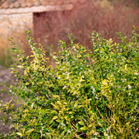 Blühende Sträucher - Fleischbeere - Sarcococca confusa