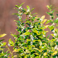 Fleischbeere - Sarcococca confusa - Bakker