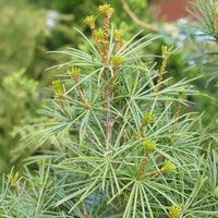 Japanische Schirmtanne - Sciadopitys verticillata - Bakker