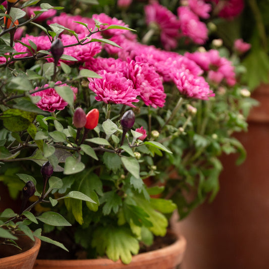 Chrysantheme  Fuchsia - Bakker