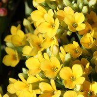Kalanchoe Gelb - Bakker