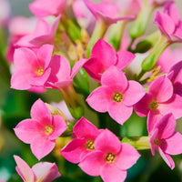 Kalanchoe Rosa - Kalanchoe blossfeldiana - Bakker