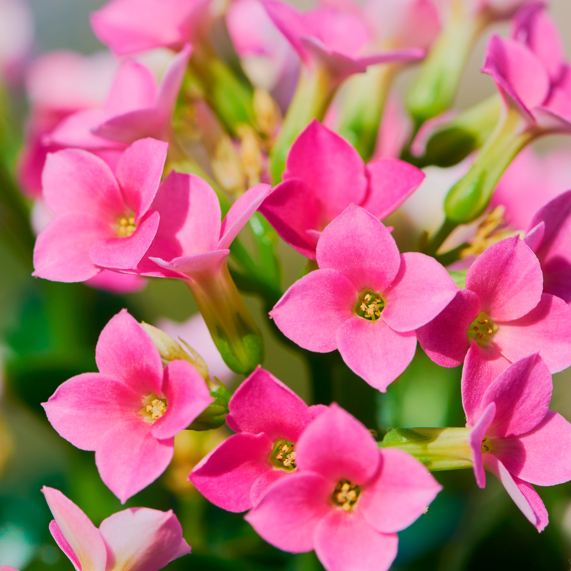 Kalanchoe Rosa - Kalanchoe blossfeldiana - Bakker