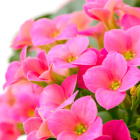 Kalanchoe Rosa - Bakker