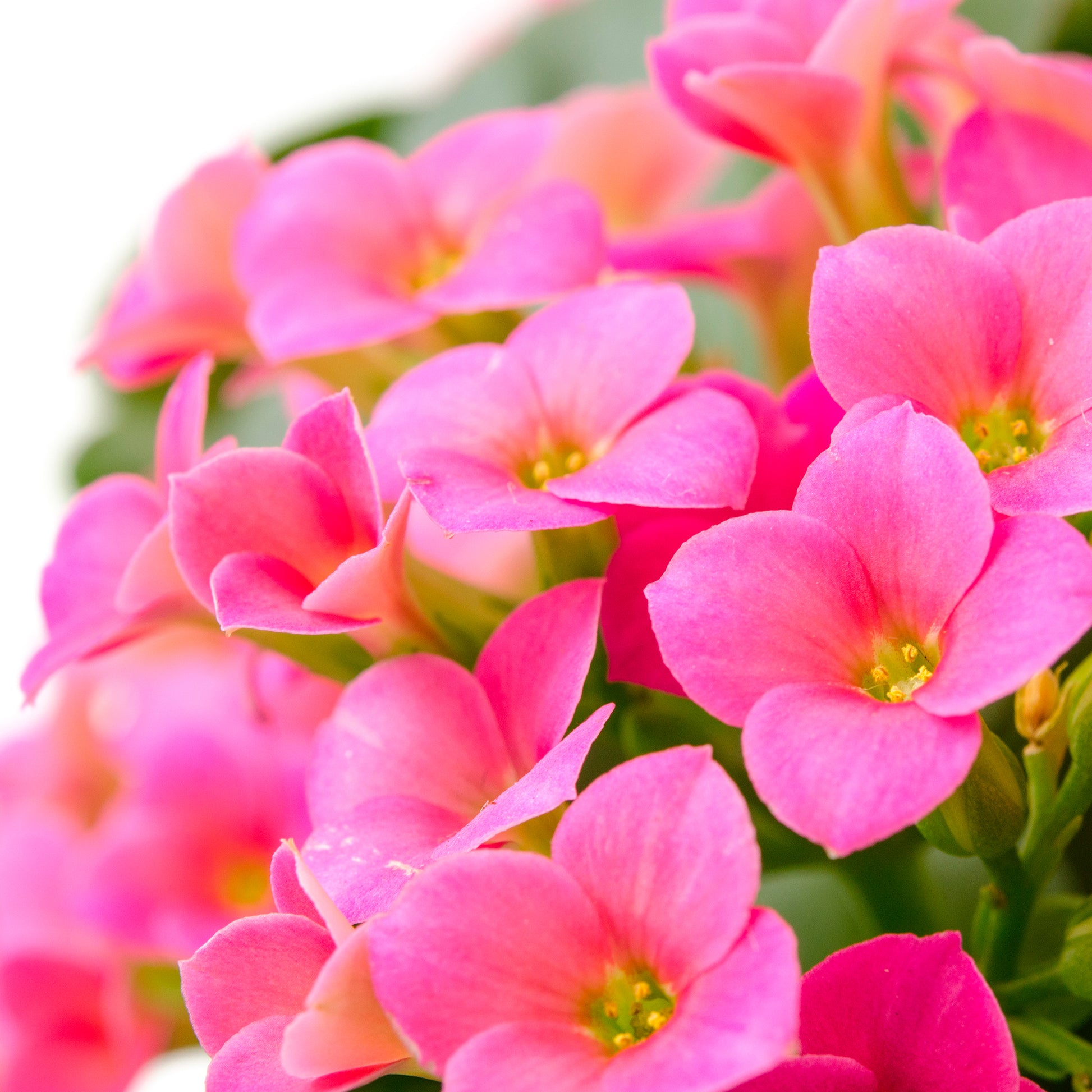 Kalanchoe Rosa - Bakker