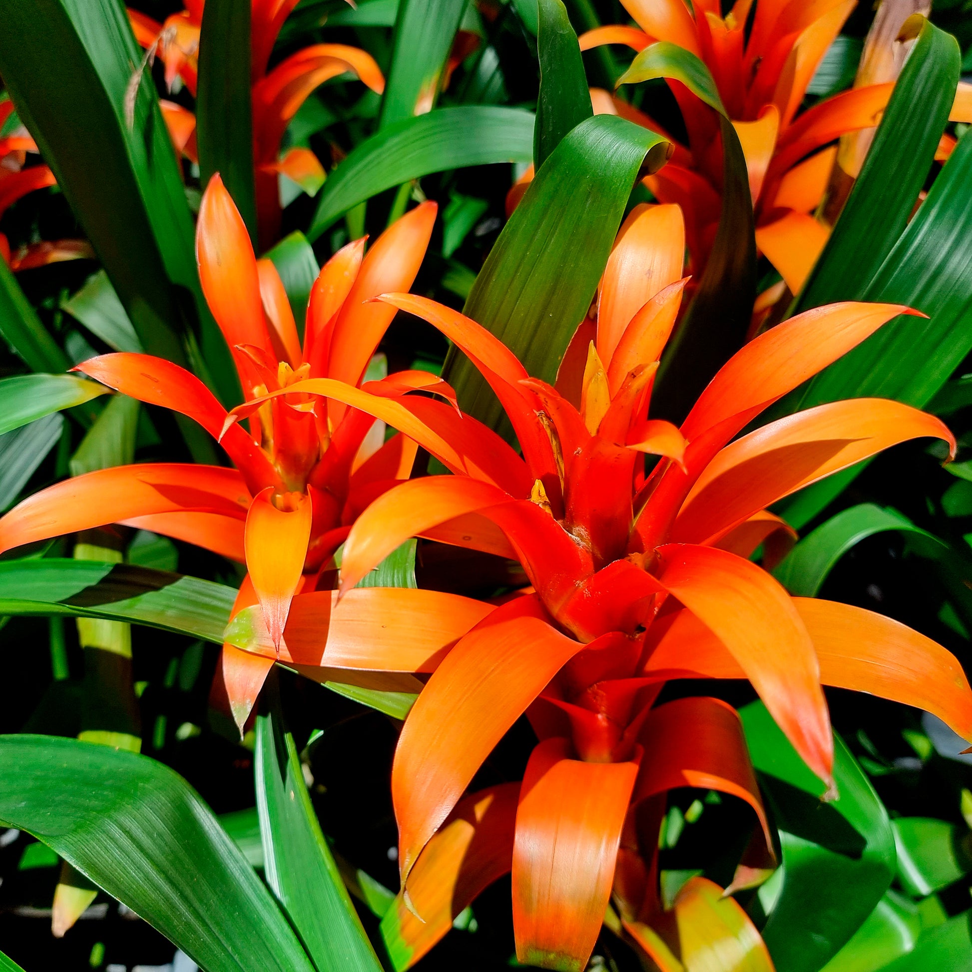 Bromeliaceae - Bromelie Orange - Blumen für Terrasse und Balkon