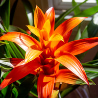 Bromelie Orange - Bromeliaceae - Bakker