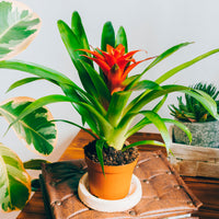 Bromelie Orange - Bromeliaceae - Bakker