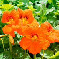 Orange Kapuzinerkresse - Bakker