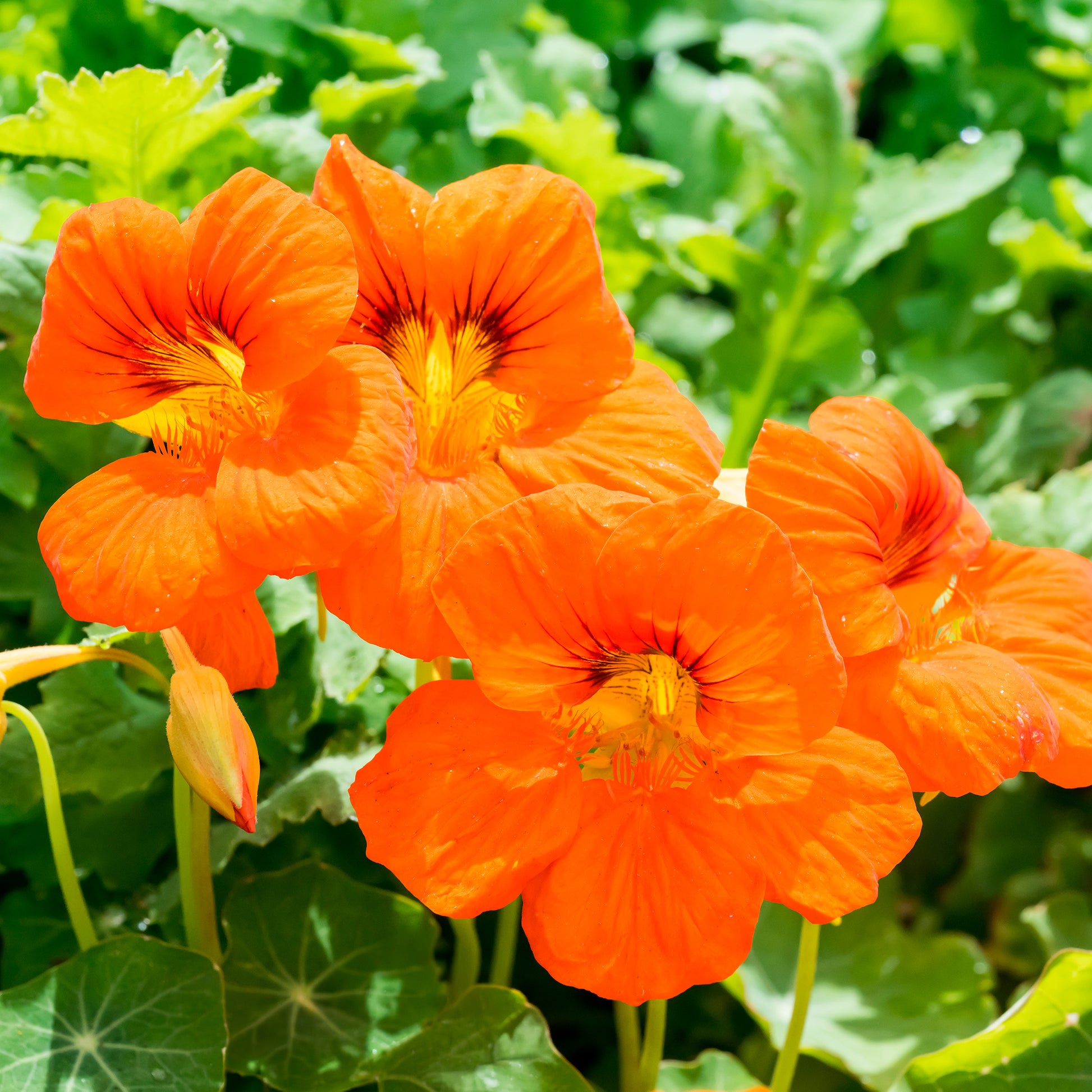 Orange Kapuzinerkresse für Balkon und Topf