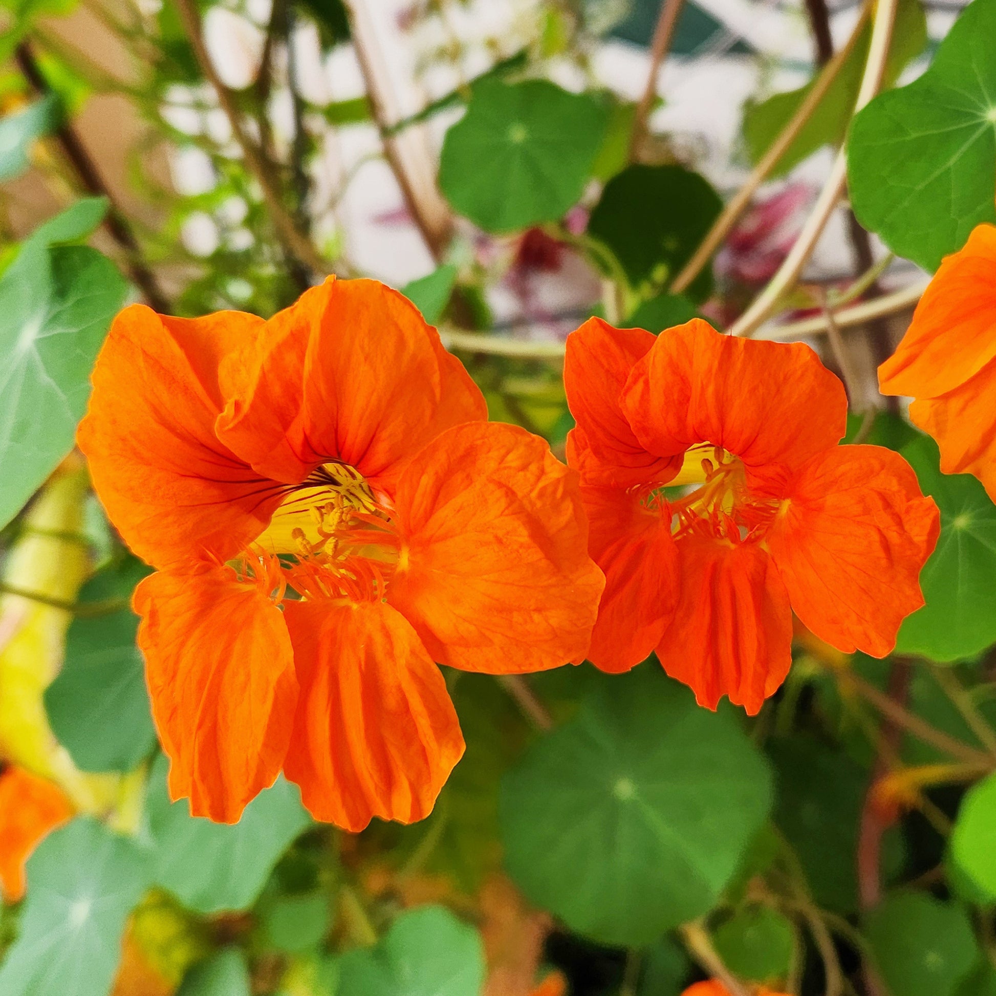kapuzinerkresse topfpflanze Orange Kapuzinerkresse für Balkon und Topf