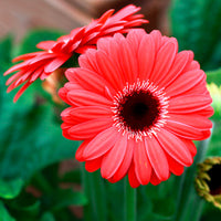 Gerbera Rot - Gerbera jamesonii - Bakker