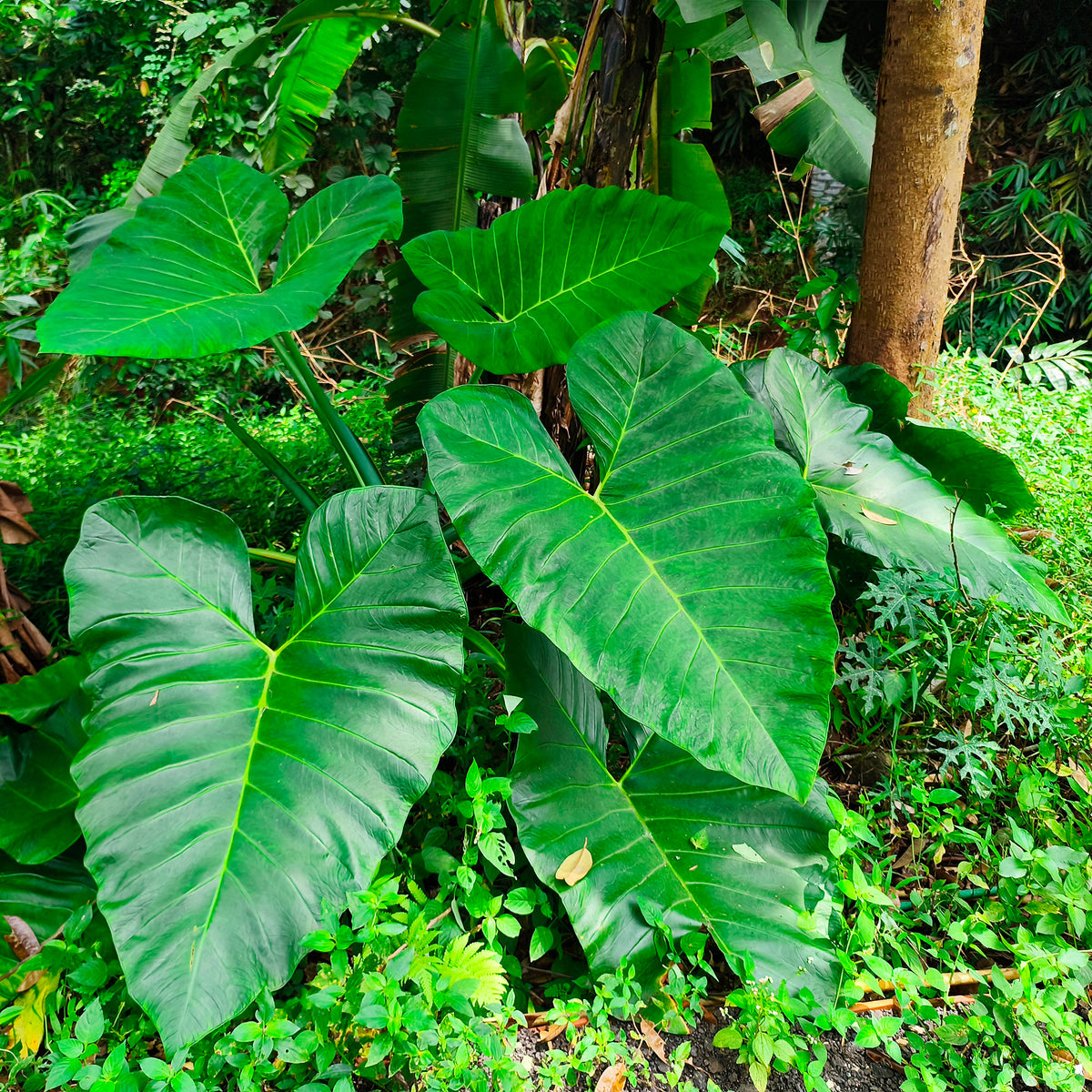 Alocasia Macrorrhiza - Reuzenolifantsoor - Kleine Zimmerpflanzen