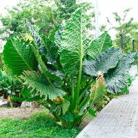 Reuzenolifantsoor - Alocasia Macrorrhiza - Bakker