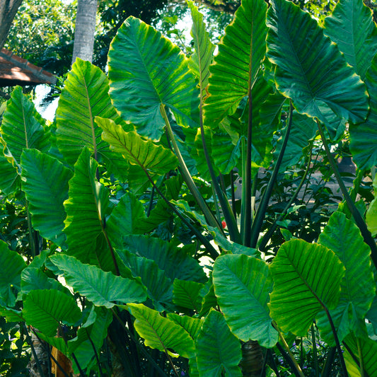 Kristal-anthurium - Bakker
