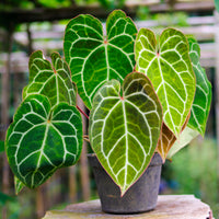 Kristal-anthurium