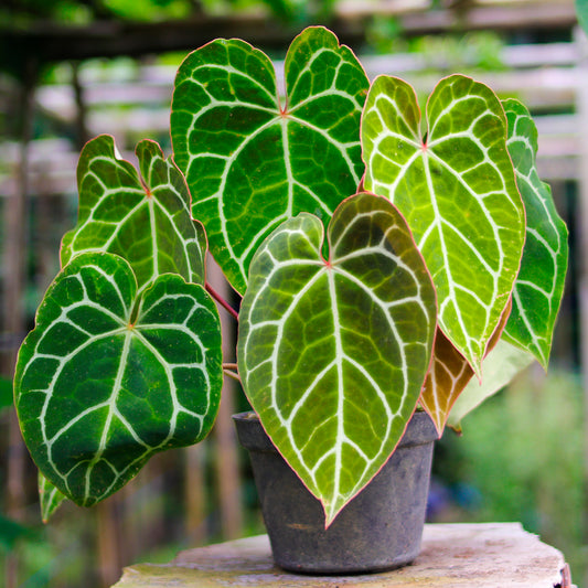 Kristal-anthurium