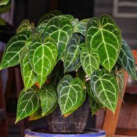 Kristal-anthurium