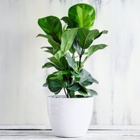 Vioolbladplant - Ficus Lyrata - Bakker