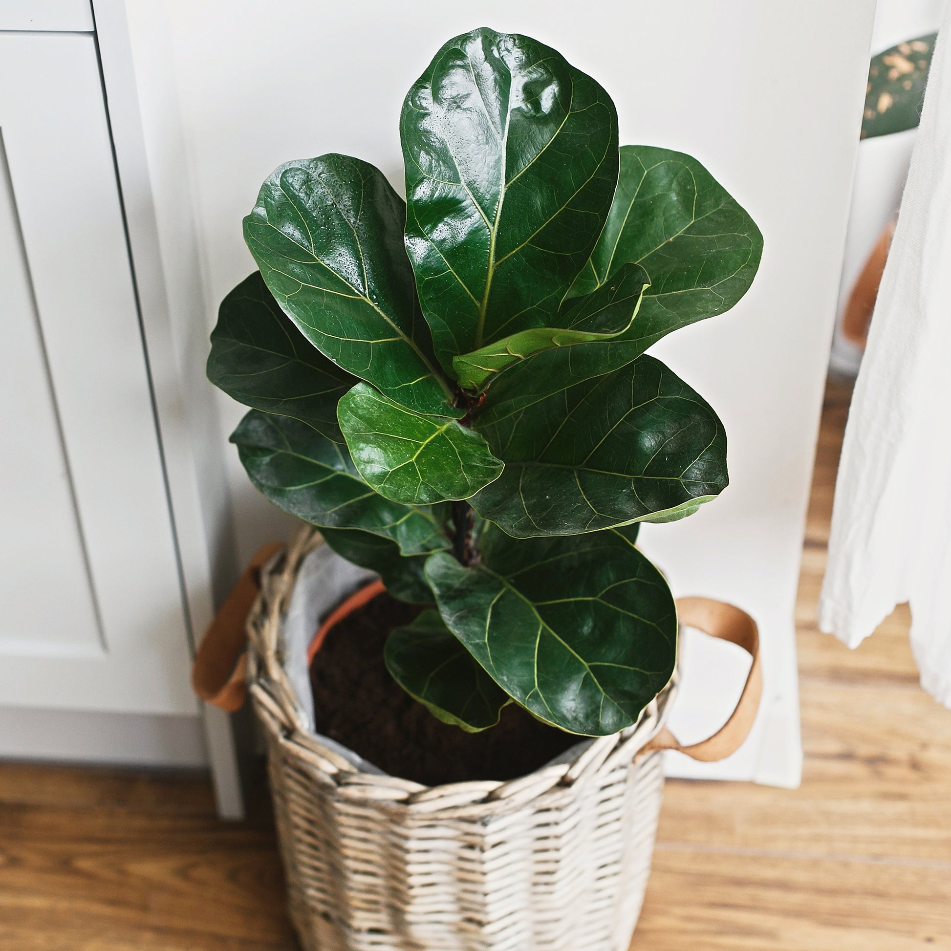 Verkauf Vioolbladplant