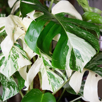 Gatenplant bont - Monstera Deliciosa Variegata - Bakker