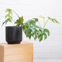 Monstera Minima - Mini gatenplant - Philodendron