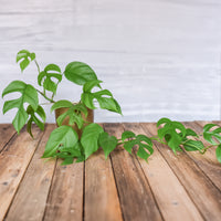 Mini gatenplant - Bakker