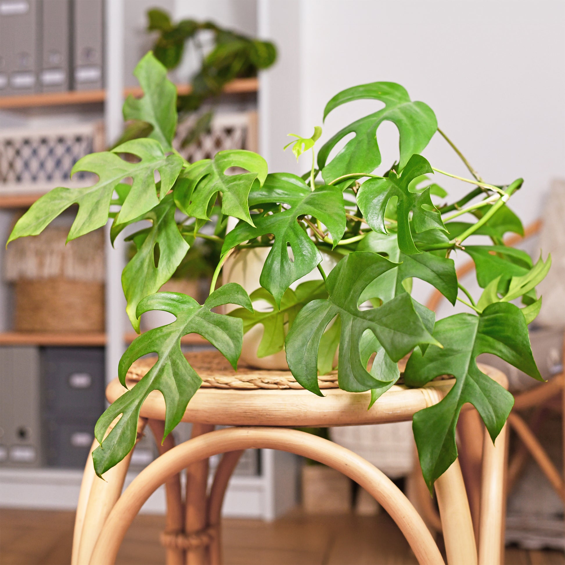 Mini gatenplant - Monstera Minima - Bakker