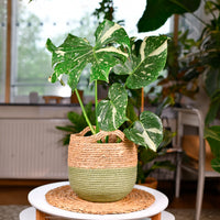 Monstera Thai Constellation - Bakker