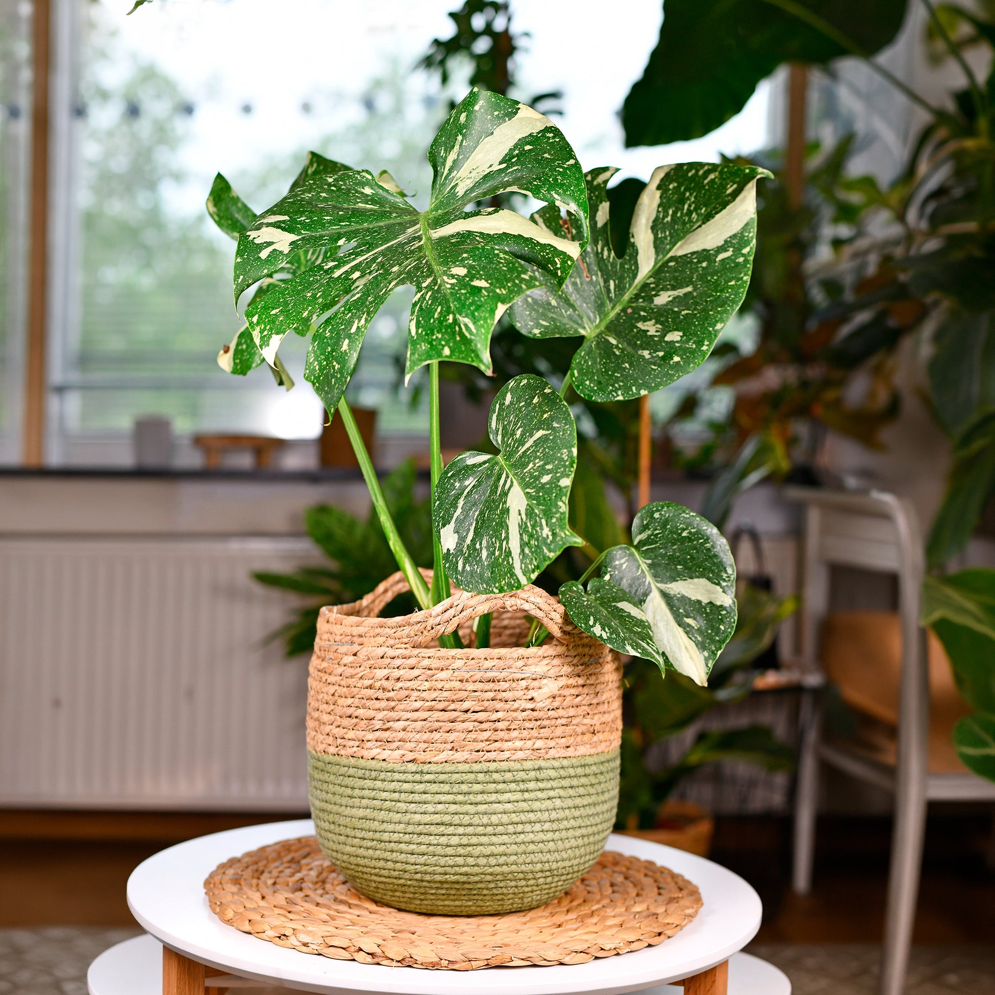 Monstera Thai Constellation - Bakker