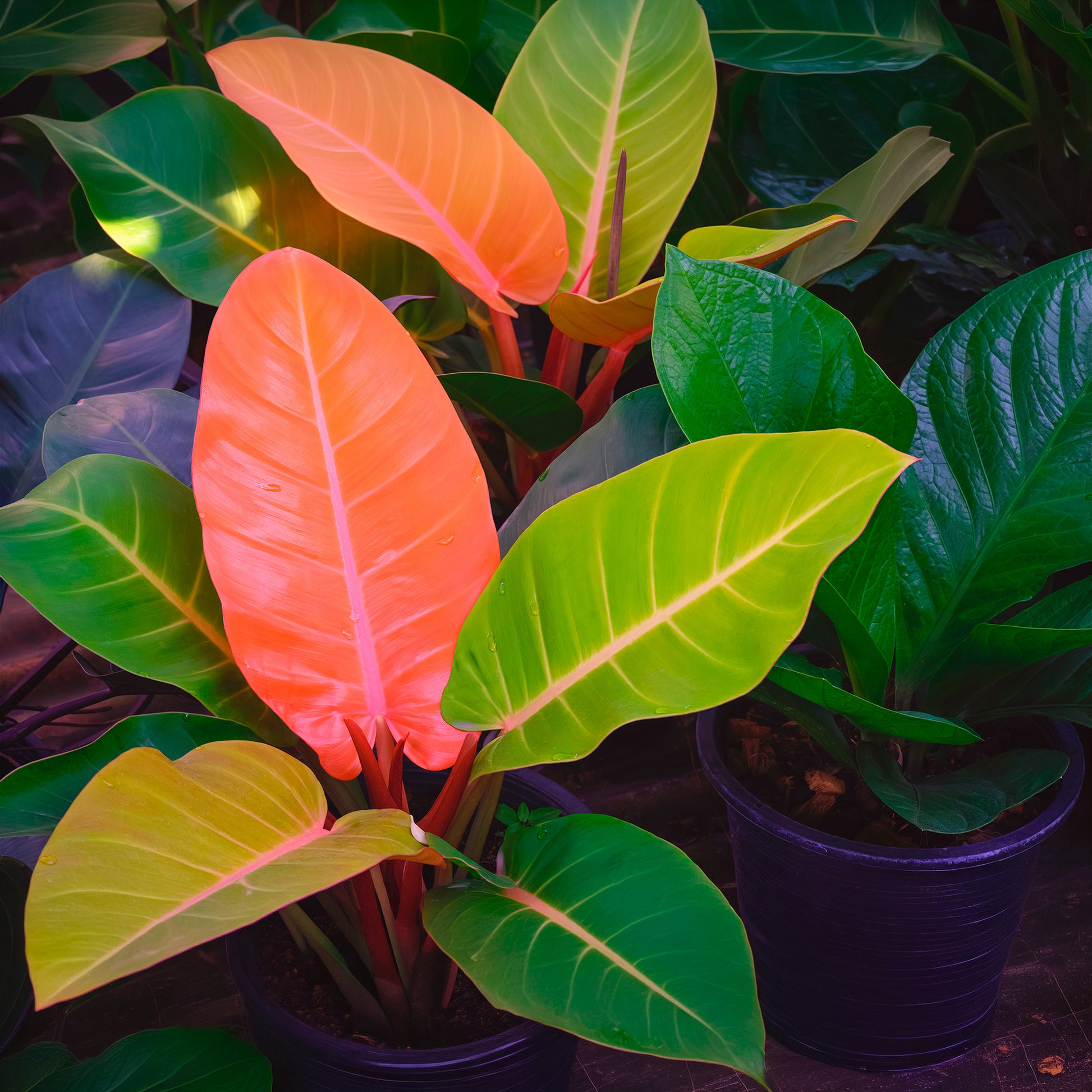 Philodendron Prince of Orange - Bakker