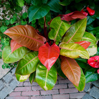 Philodendron Prince of Orange - Philodendron Prince of Orange - Bakker
