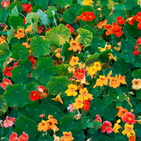 Gele Oost-Indische kers - Tropaeolum majus - Bakker