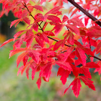 Zimt-Ahorn - Acer griseum - Bakker