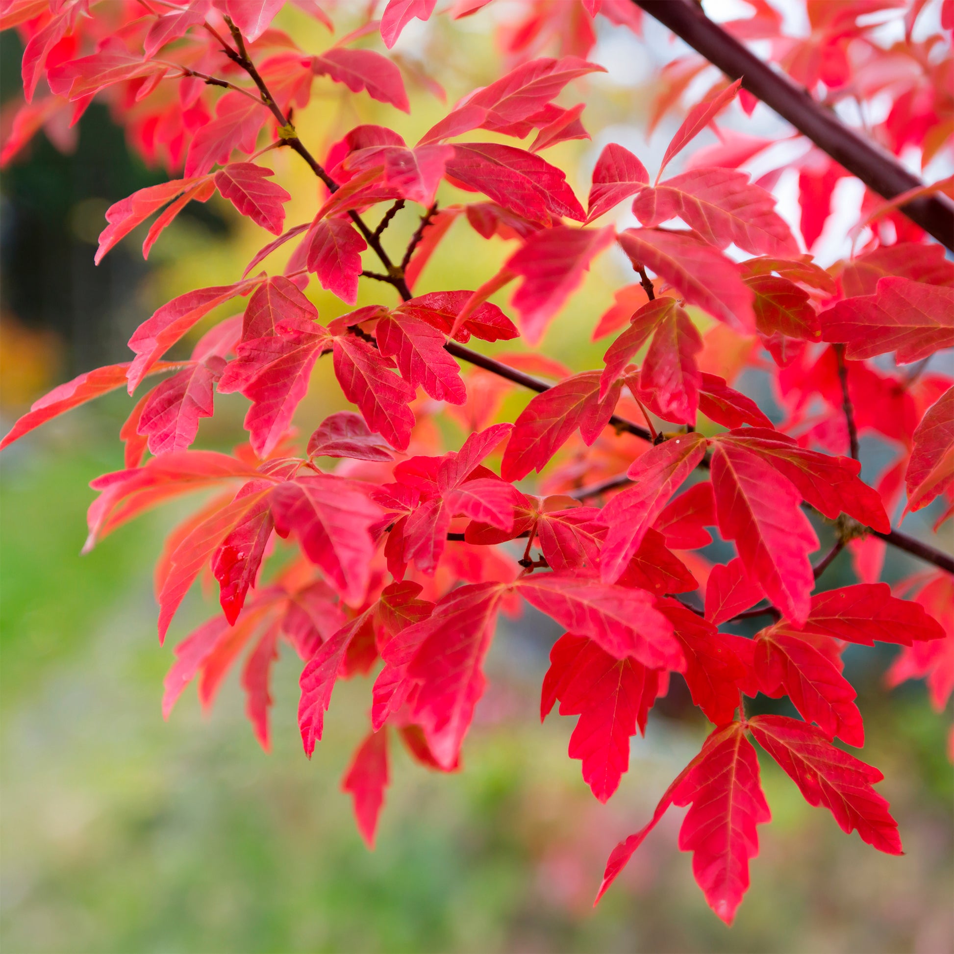 Zimt-Ahorn - Acer griseum - Bakker