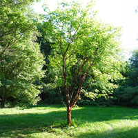 Acer griseum - Zimt-Ahorn - Ahorn
