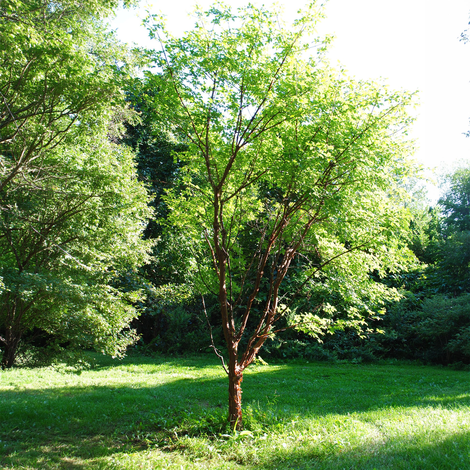 Acer griseum - Zimt-Ahorn - Ahorn