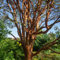Ahorn - Zimt-Ahorn - Acer griseum