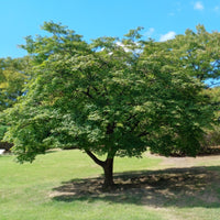 Japanischer Ahorn - Acer palmatum - Bakker