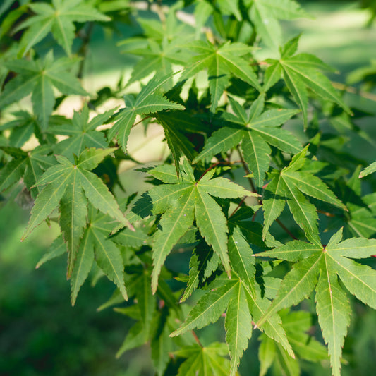 Acer palmatum - Japanischer Ahorn - Japanischer Ahorn