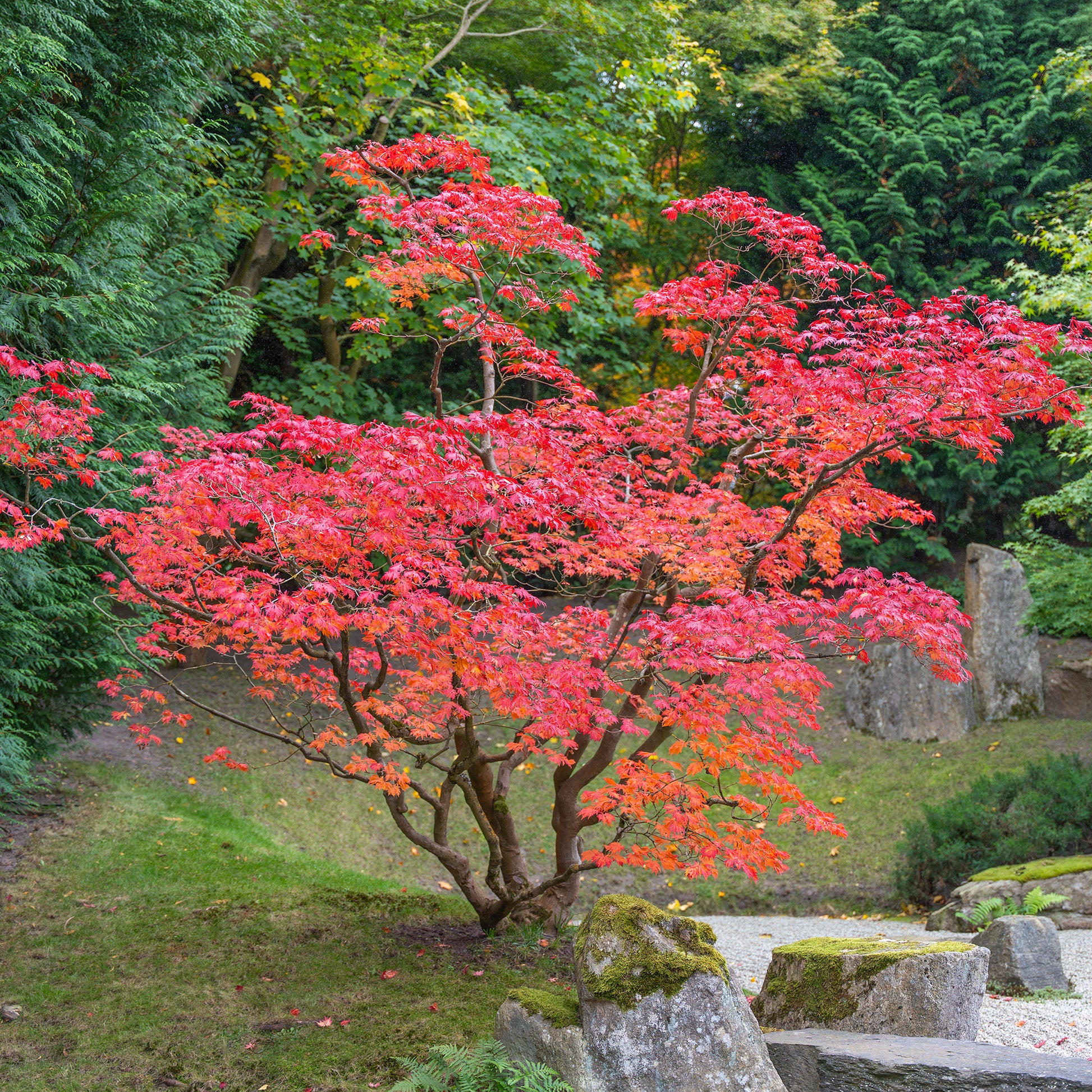 Japanischer Ahorn - Bakker