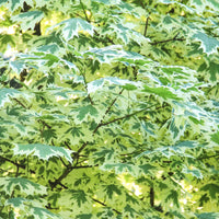 Bunter Spitzahorn Drummondii - Acer platanoides Drummondii - Bakker