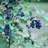 Erlenblättrige Felsenbirne Smokey - Amelanchier alnifolia Smokey - Bakker