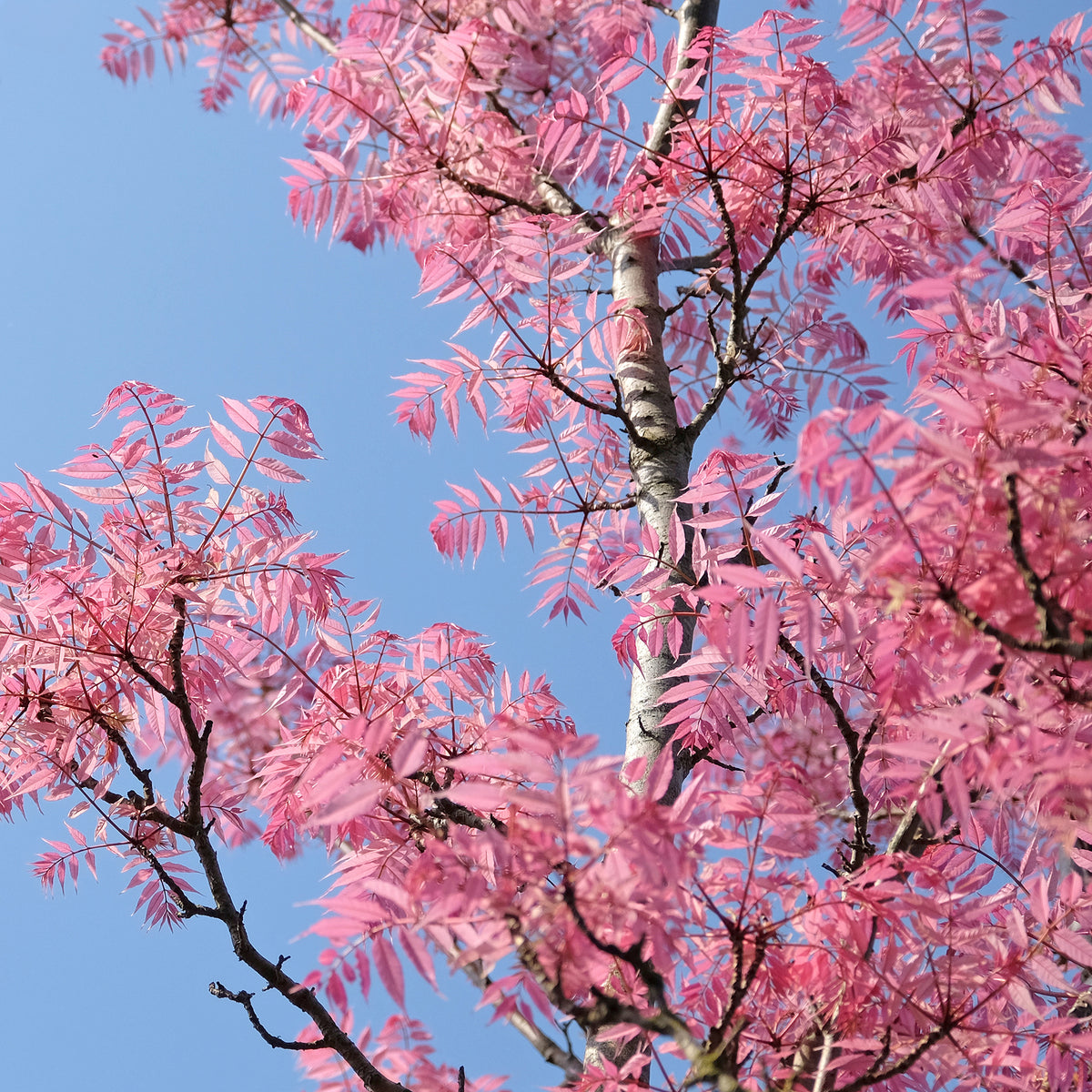 Chinesischer Surenbaum Flamingo