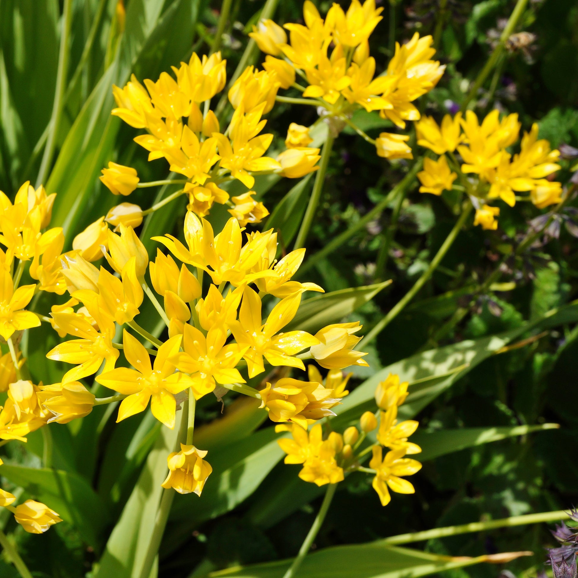  - Goldlauch - Allium-Zwiebeln
