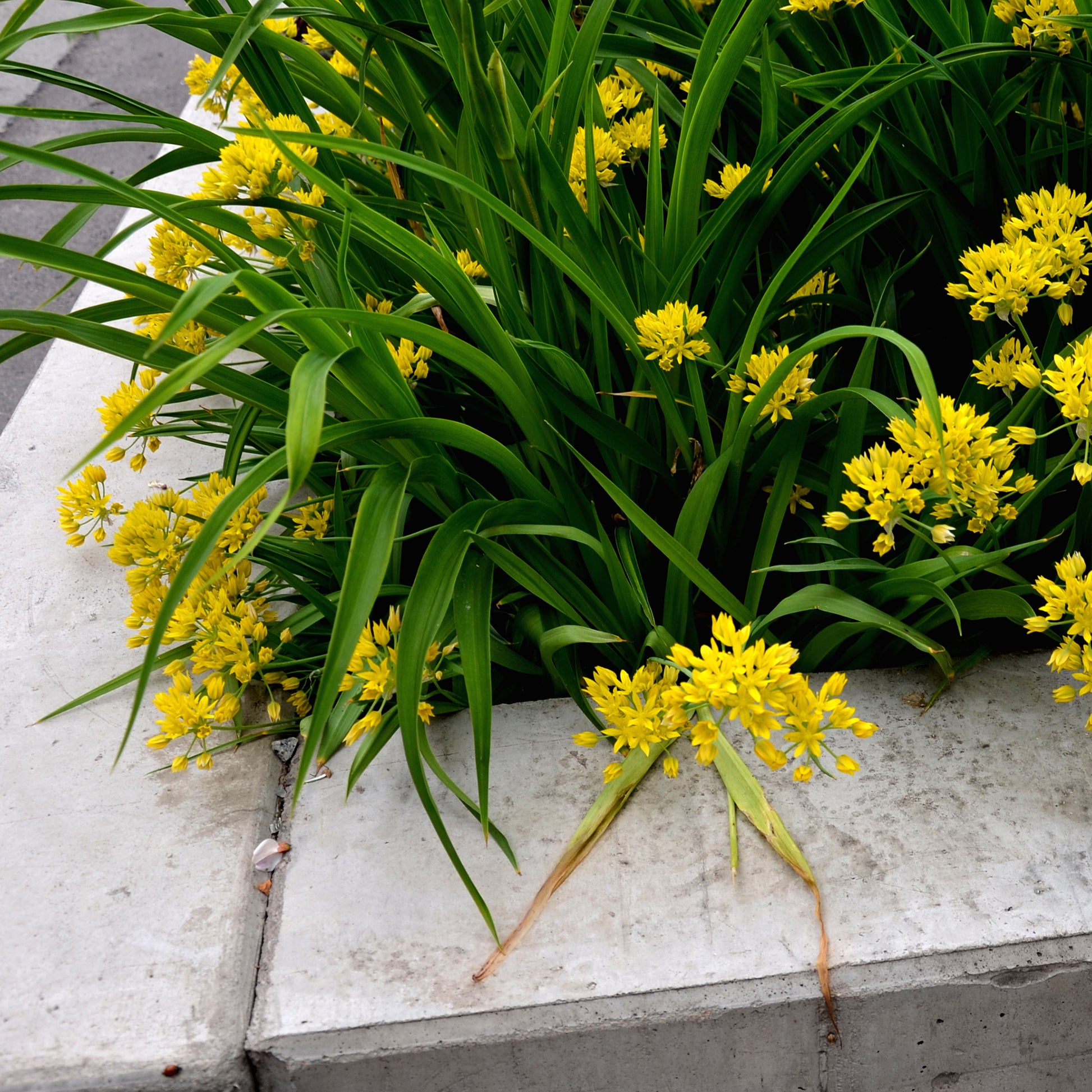 Allium-Zwiebeln - Goldlauch - 